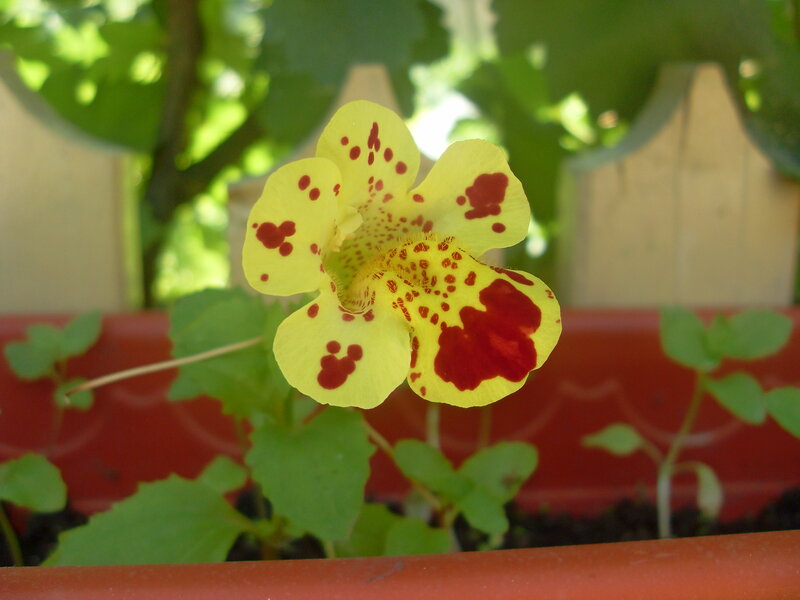 Yellow Flower with Red Spots — Calm