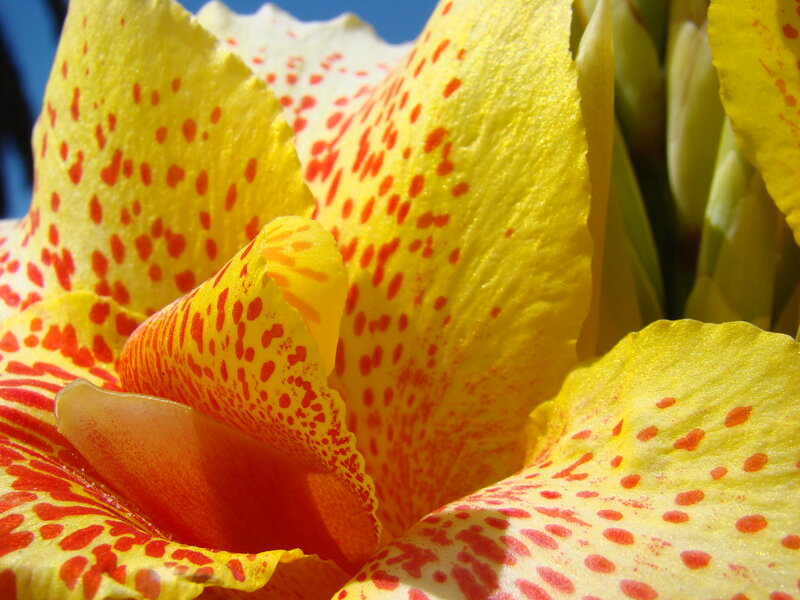 Yellow flower with red spots