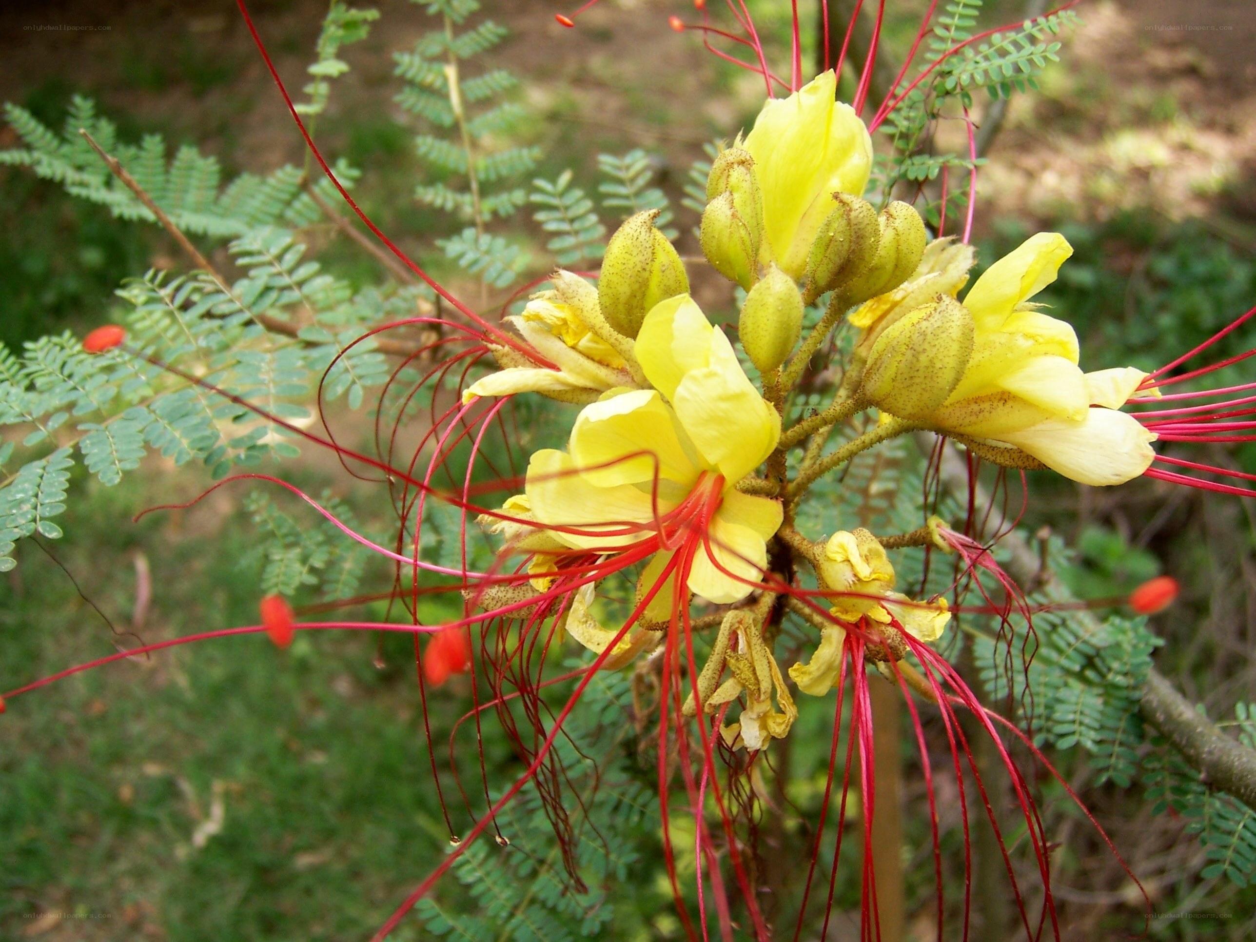 yellow flower with red stamens