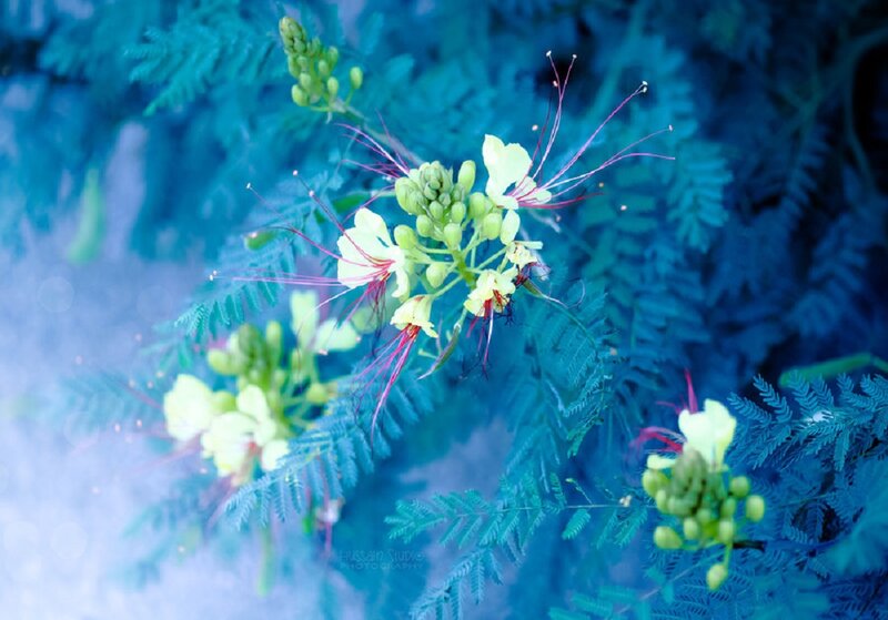 Yellow Flower with Red Stamens — Blue