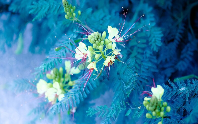 yellow flower with red stamens