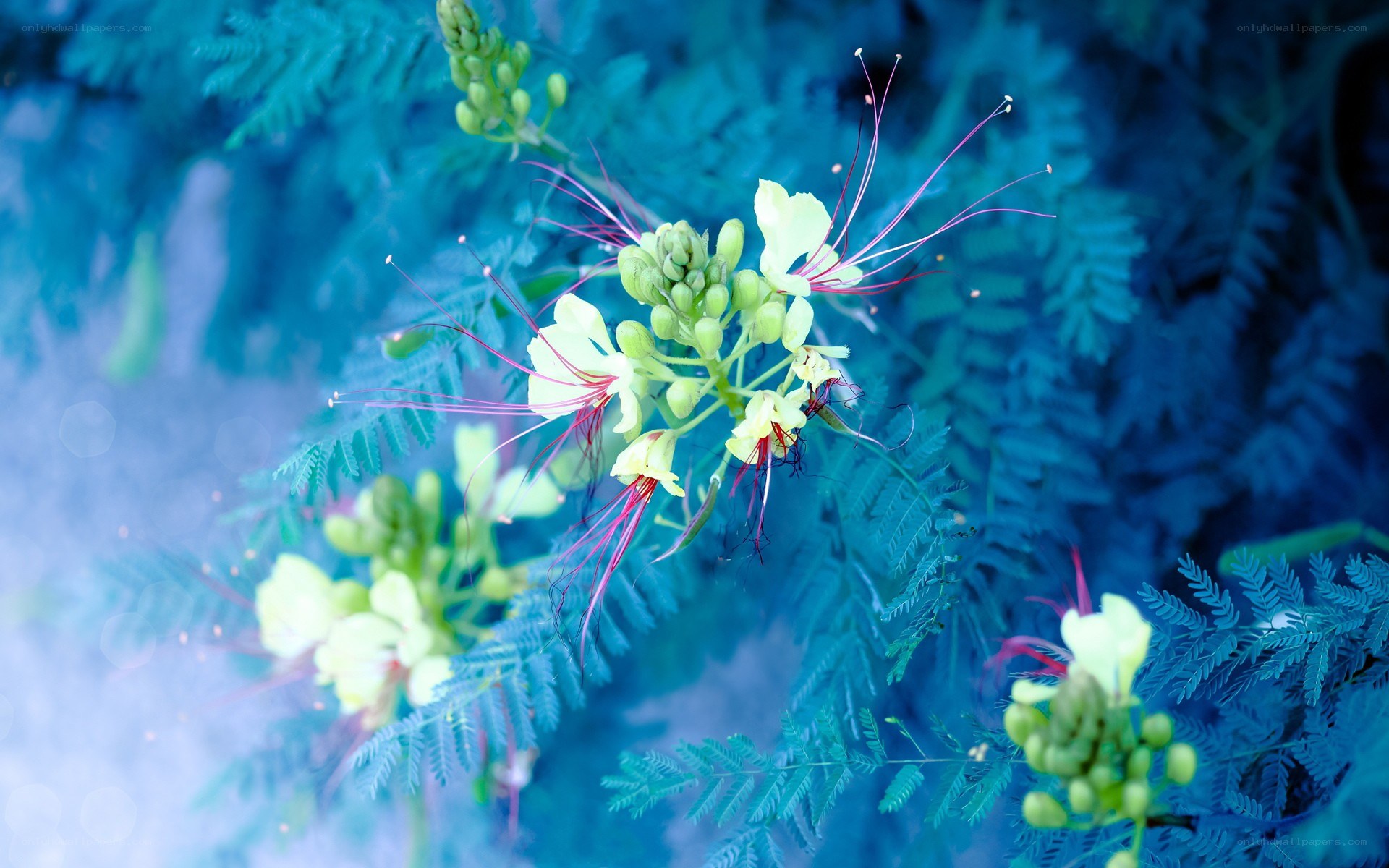 yellow flower with red stamens