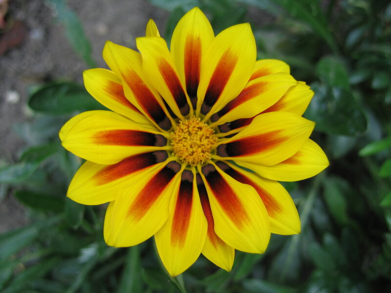 Yellow Flower with Red Stripes — Calm