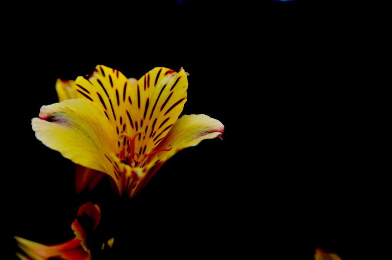 yellow flower with red stripes