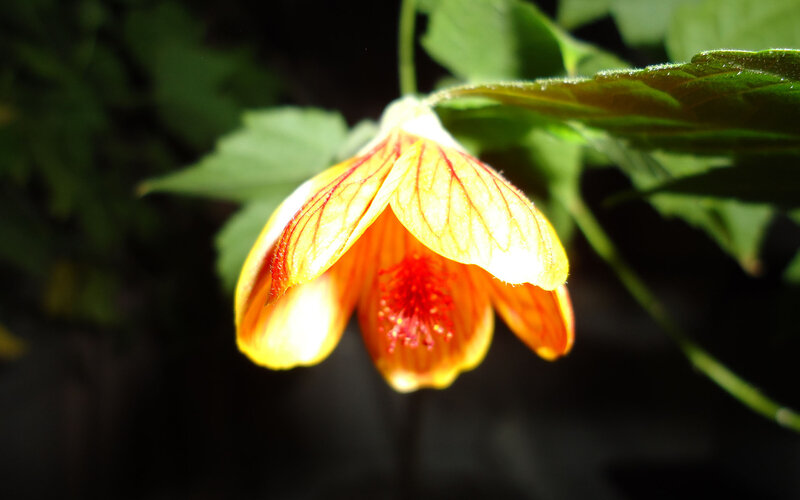 Yellow Flower with Red Veins — Dramatic