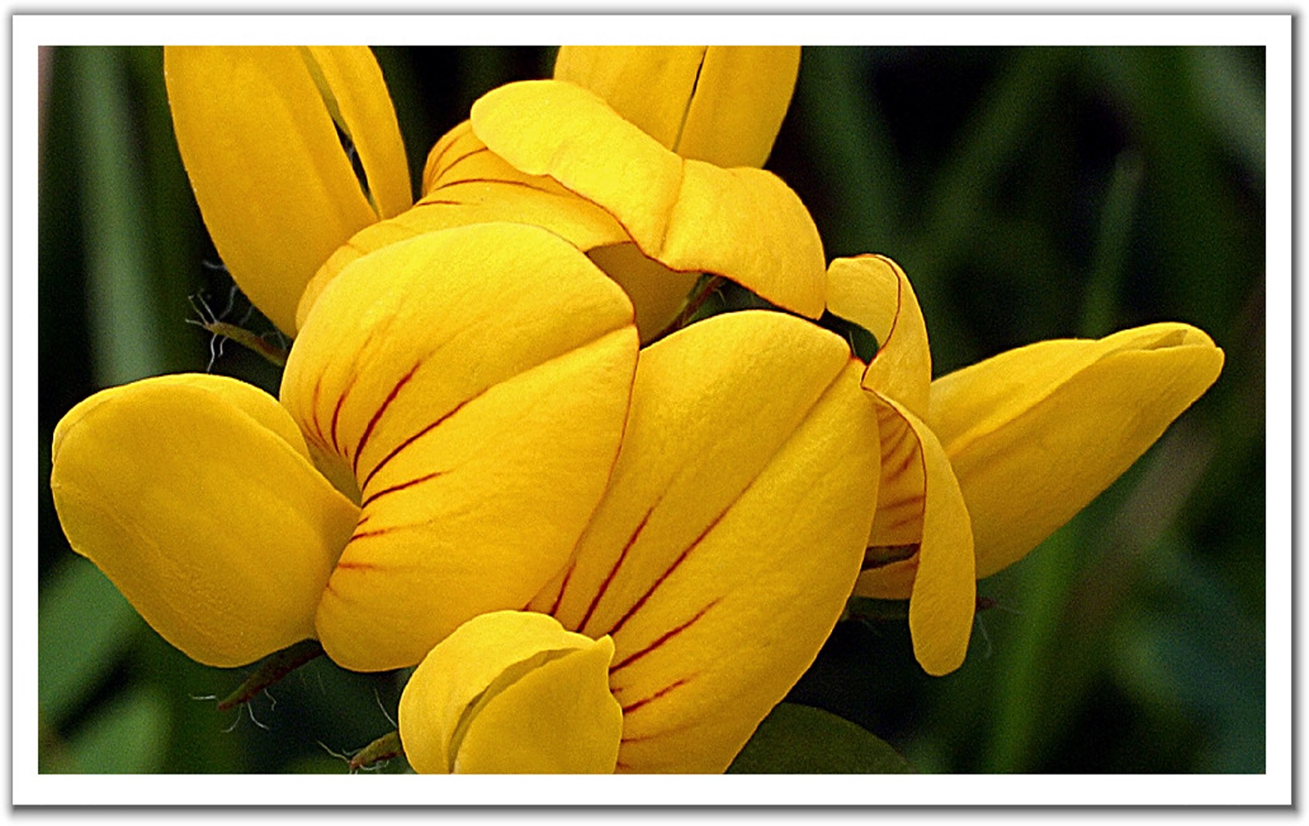 yellow flower with red veins