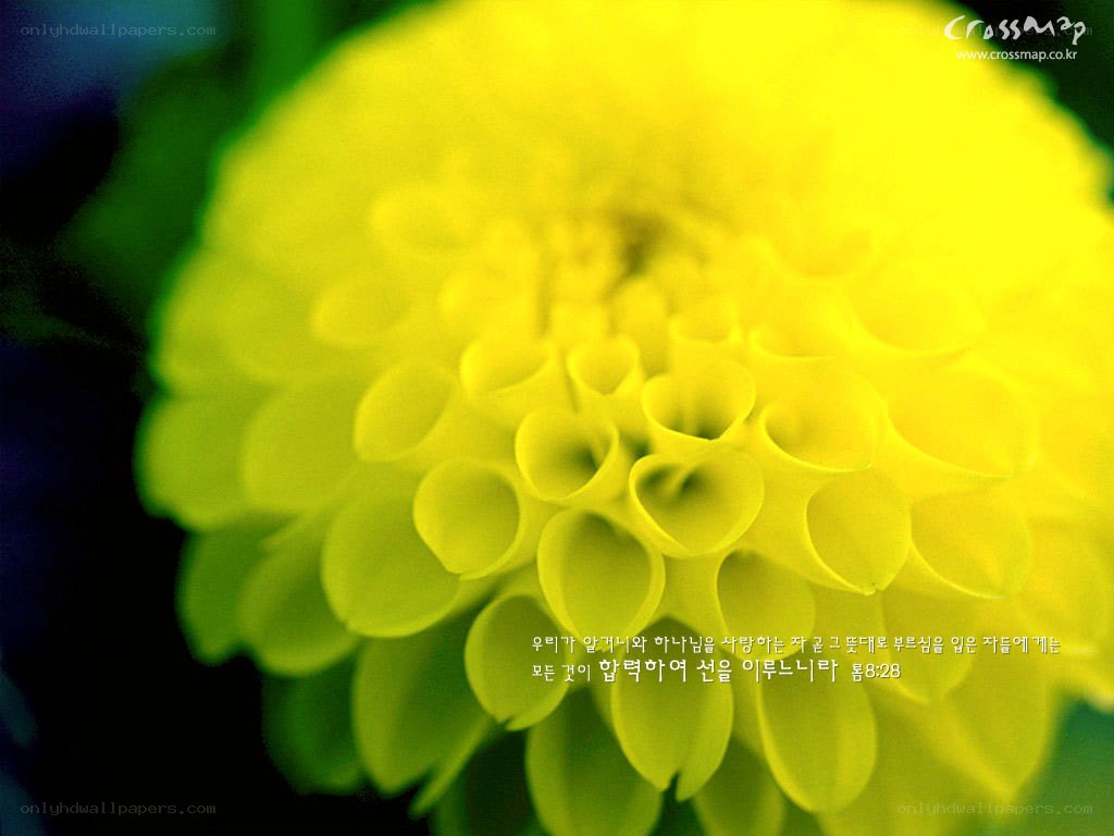 Yellow flower with scripture