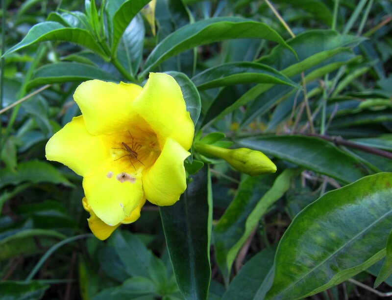 Yellow Flower with Spider — Natural, Photograph