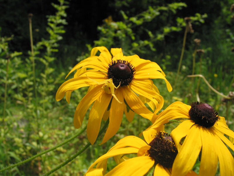 Yellow Flower with Spider — Natural