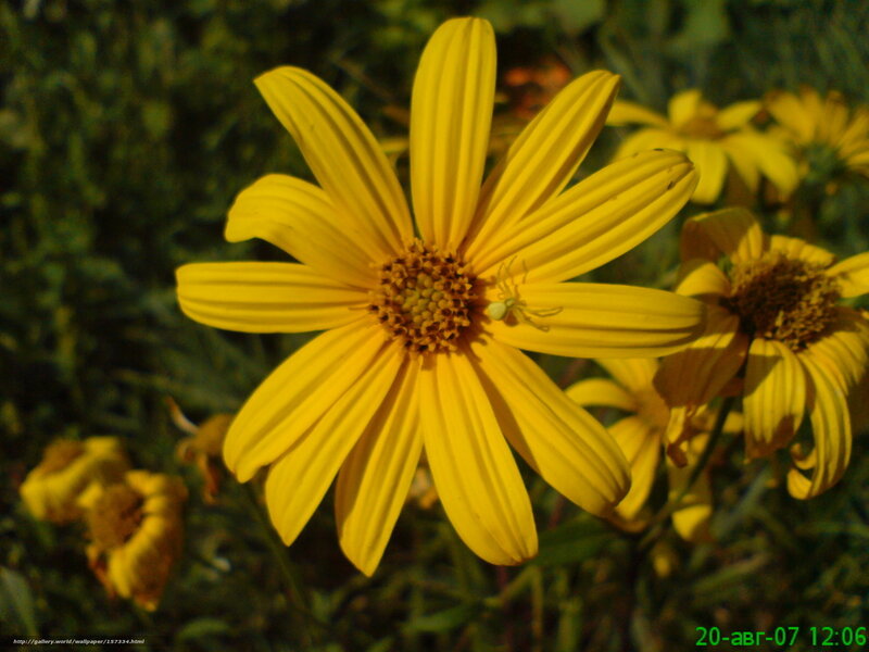 Yellow flower with spider