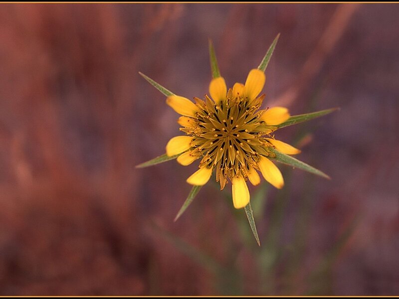 yellow flower with spiky leaves