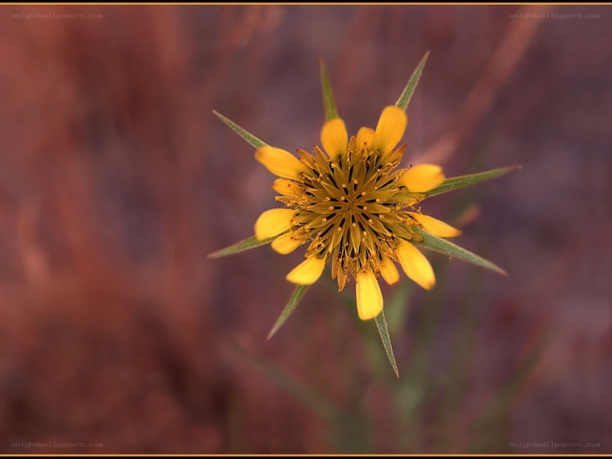yellow flower with spiky leaves