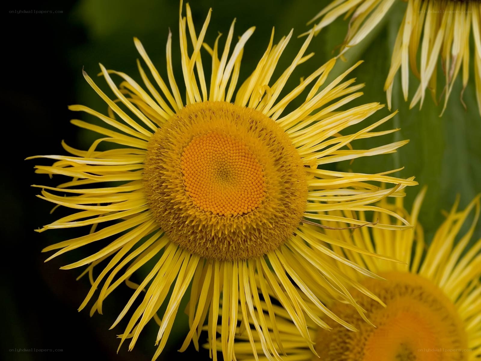 Yellow flower with spiky petals
