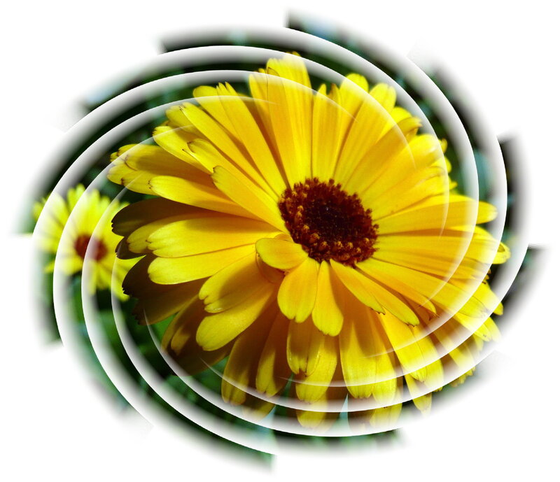 Yellow flower with spiral effect