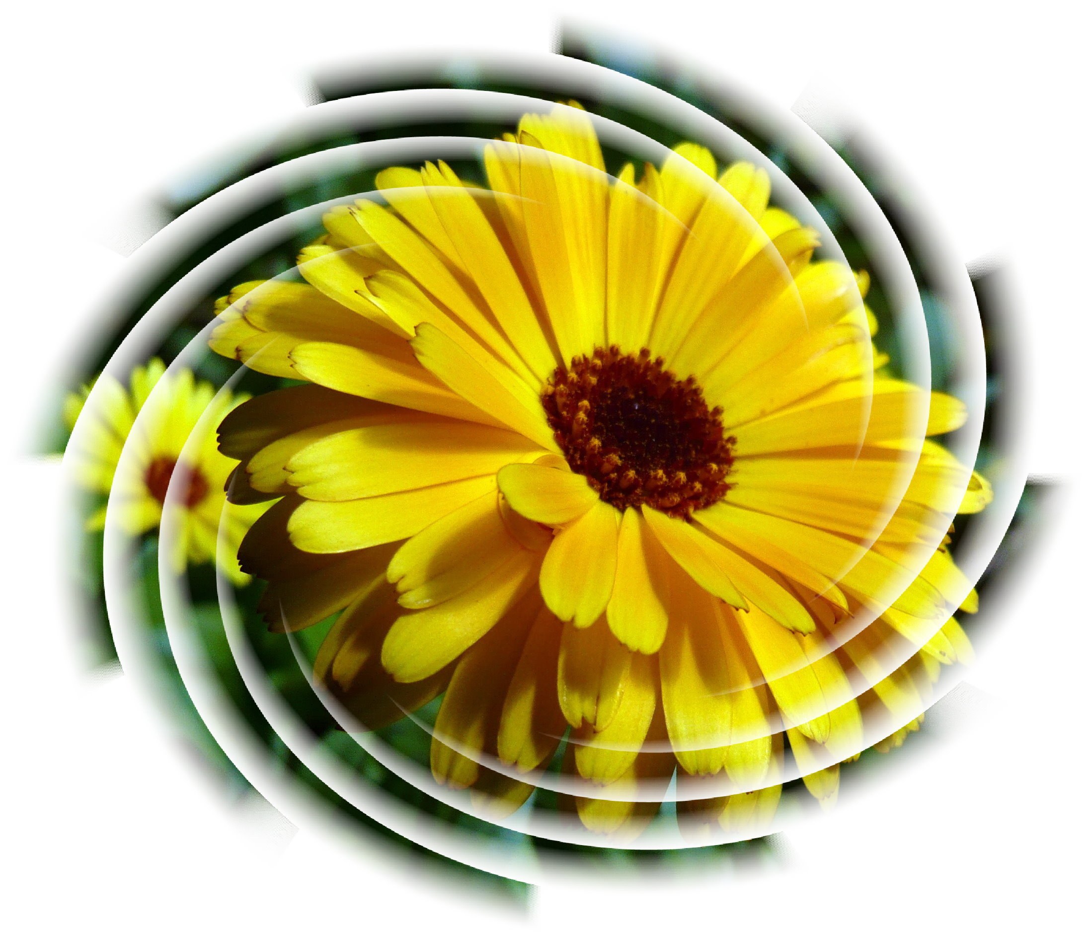 Yellow flower with spiral effect