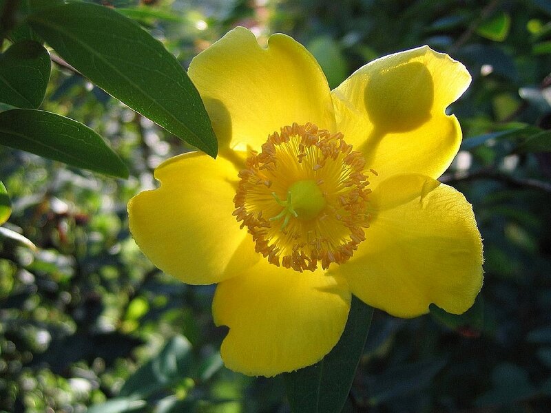 Yellow Flower with Stamen