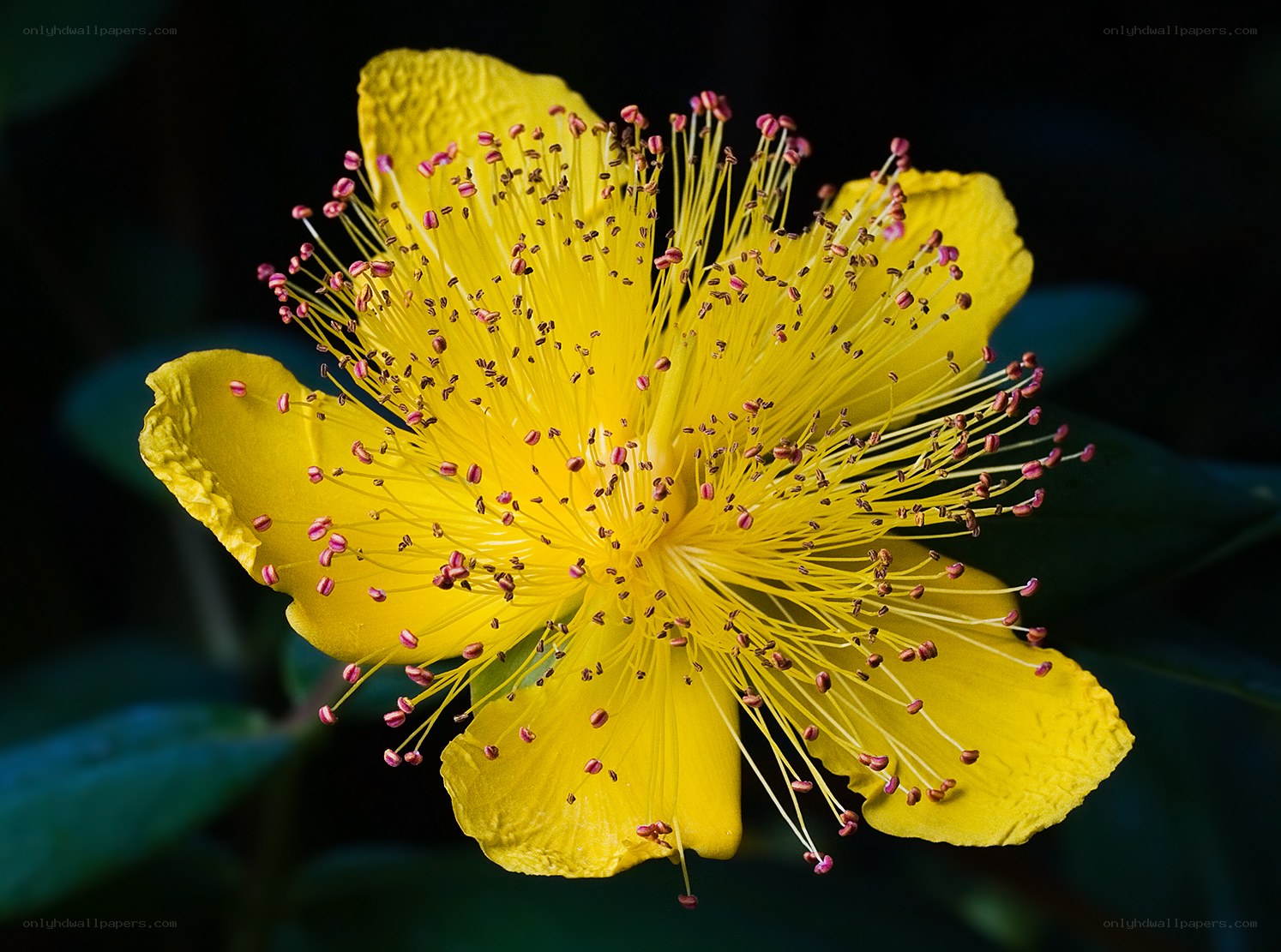 Yellow flower with stamens