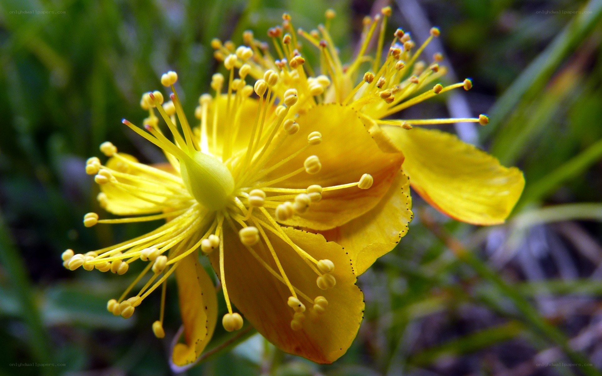 Yellow flower with stamens