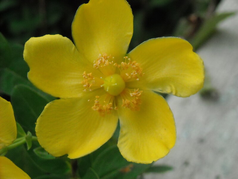 Yellow Flower with Stamens — Calm