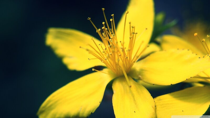 Yellow Flower with Stamens — Dramatic, Photograph, Petals, Dark Background
