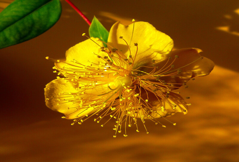 Yellow Flower with Stamens — Dramatic, Sunset