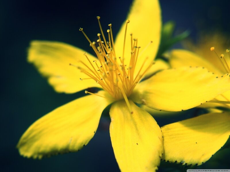 Yellow Flower with Stamens — Dramatic