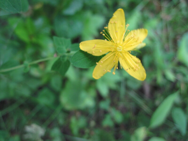 Yellow Flower with Stamens — Natural, Photograph