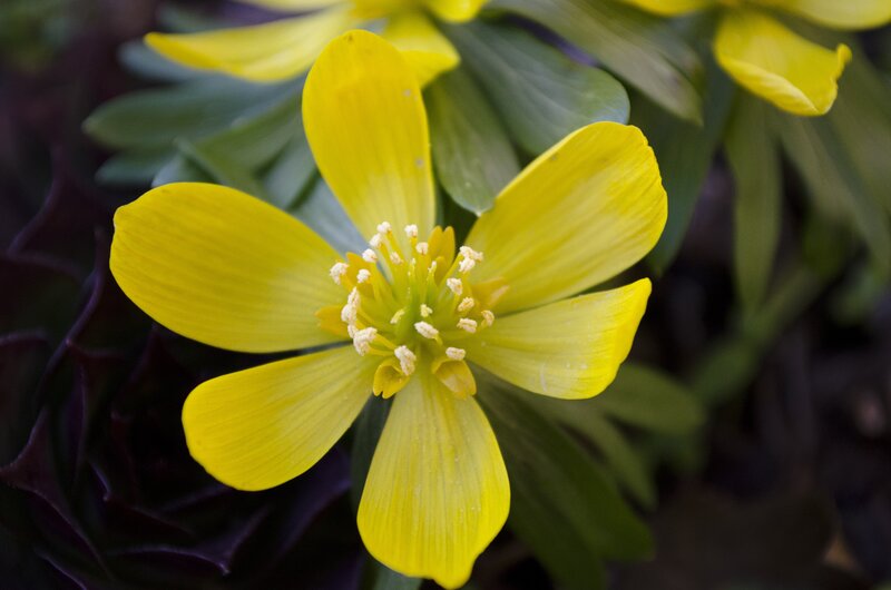 Yellow Flower with Stamens — Natural, Spring