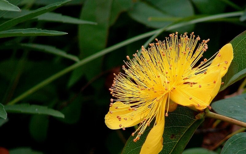 Yellow Flower with Stamens — Natural