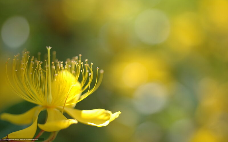 Yellow Flower with Stamens — Serene, Afternoon