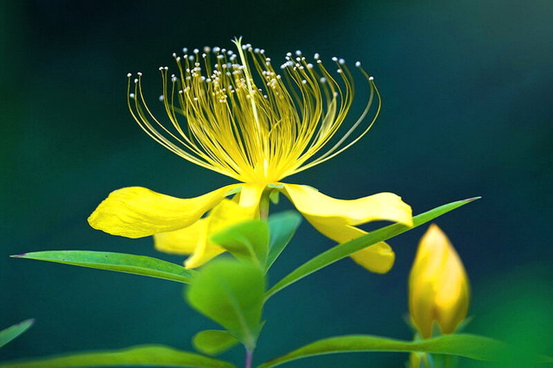 Yellow Flower with Stamens — Serene