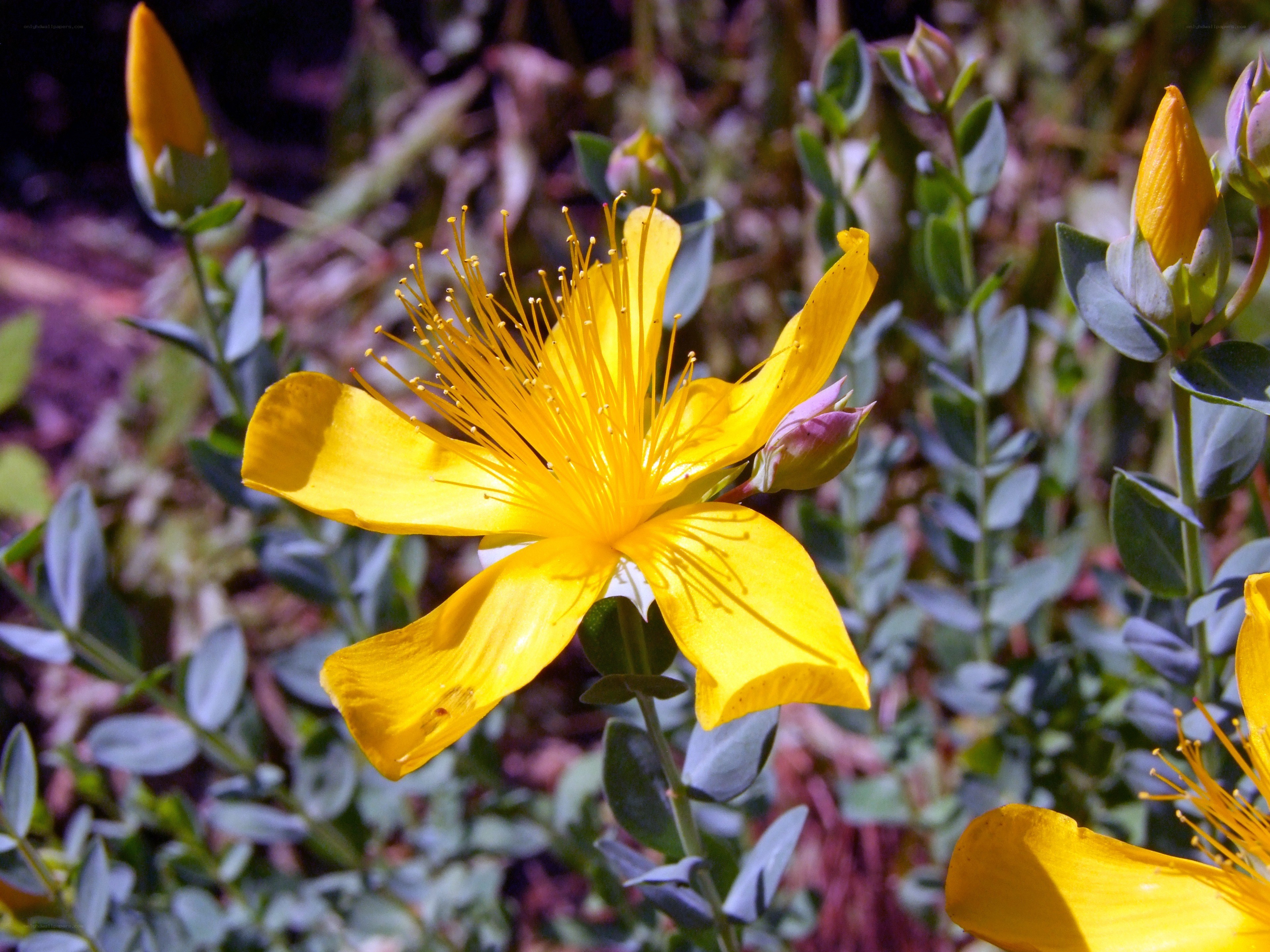 Yellow flower with stamens