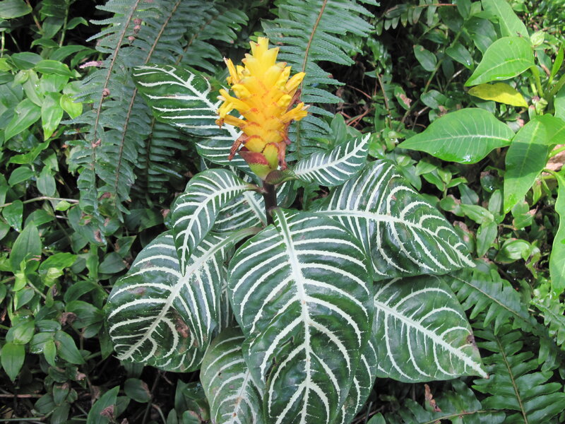 Yellow Flower with Striped Leaves