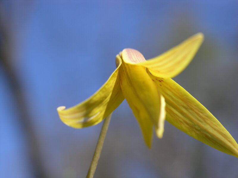 Yellow Flower with Stripes