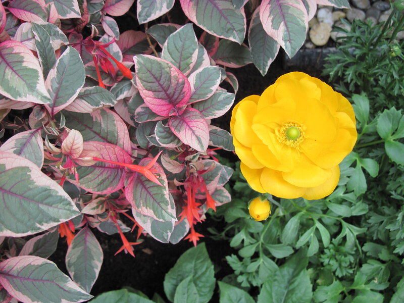 Yellow Flower with Variegated Leaves