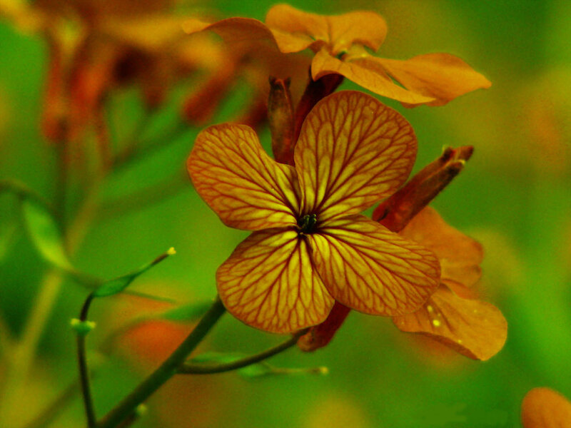 Yellow flower with veined petals
