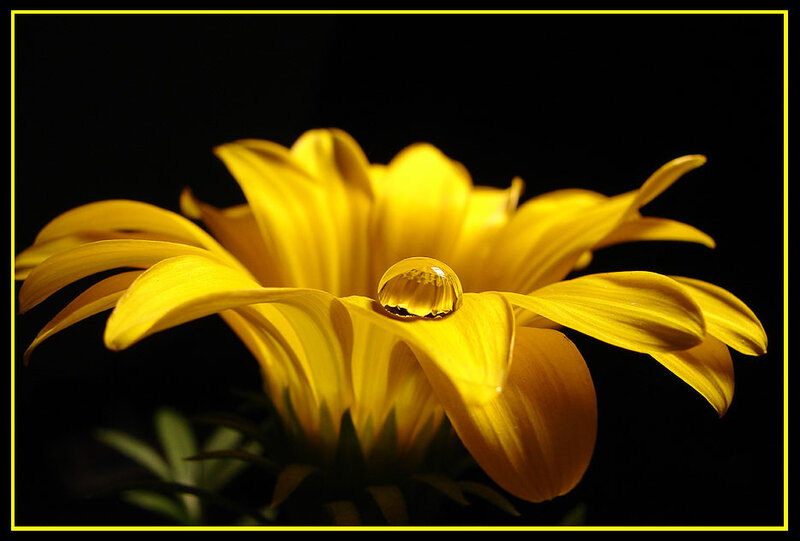 Yellow flower with water droplet