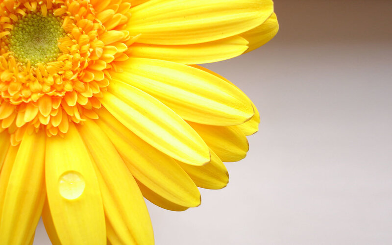 yellow flower with water droplet