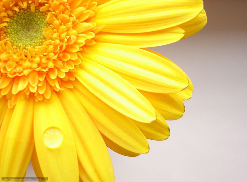 Yellow flower with water droplet