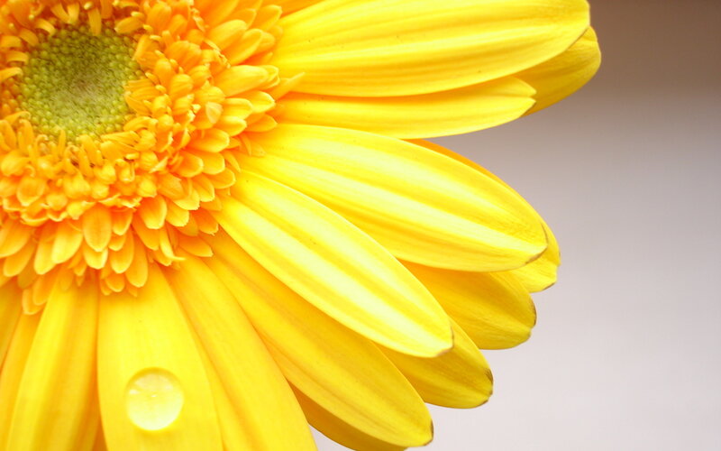 Yellow flower with water droplet