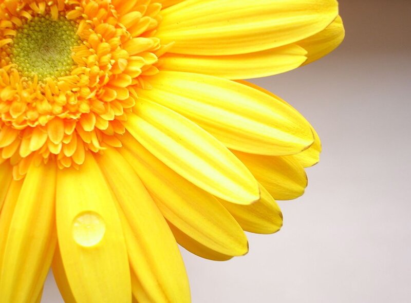 yellow flower with water droplet