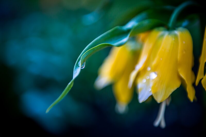 Yellow flower with water droplet