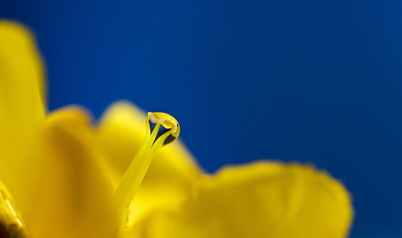 Yellow flower with water droplet