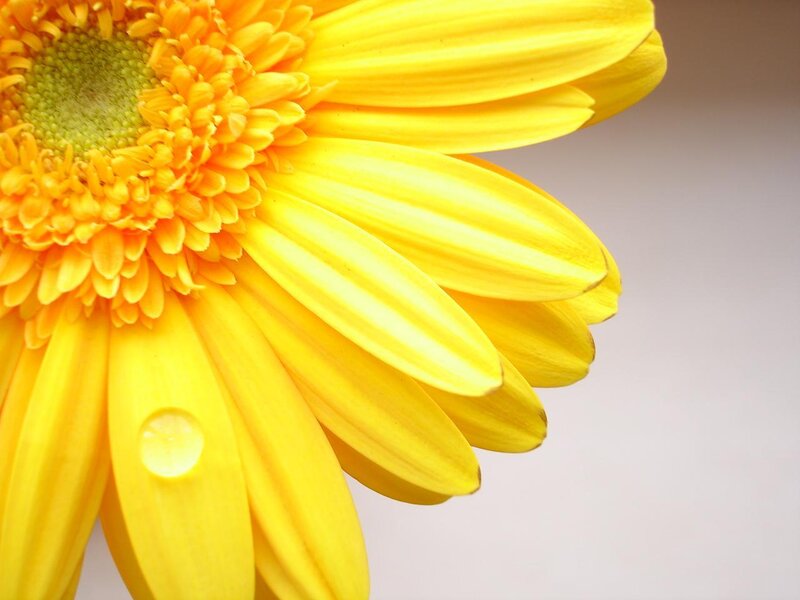 Yellow flower with water droplet
