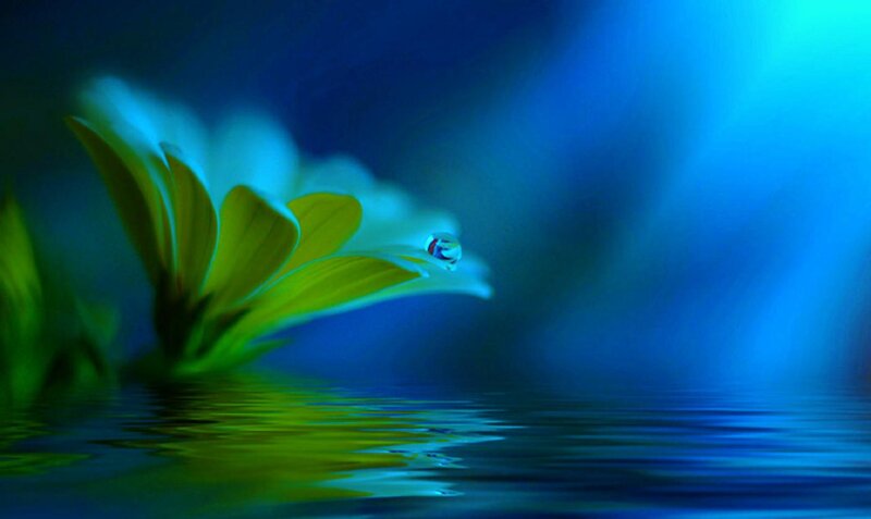 Yellow Flower with Water Droplet — Blue