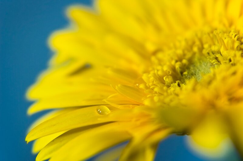 Yellow Flower with Water Droplet — Calm
