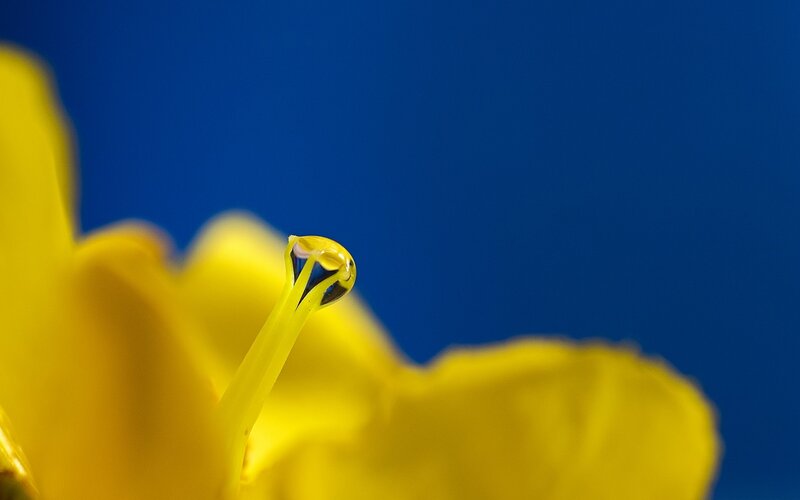 Yellow Flower with Water Droplet — Dramatic, Photograph