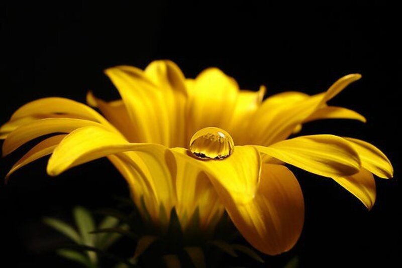 Yellow Flower with Water Droplet — Dramatic