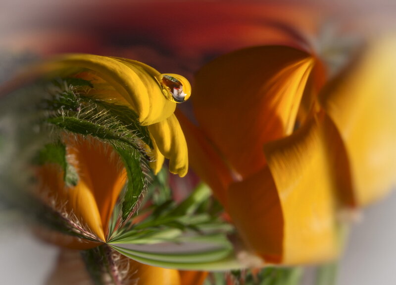 Yellow Flower with Water Droplet — Serene, Morning, Photograph