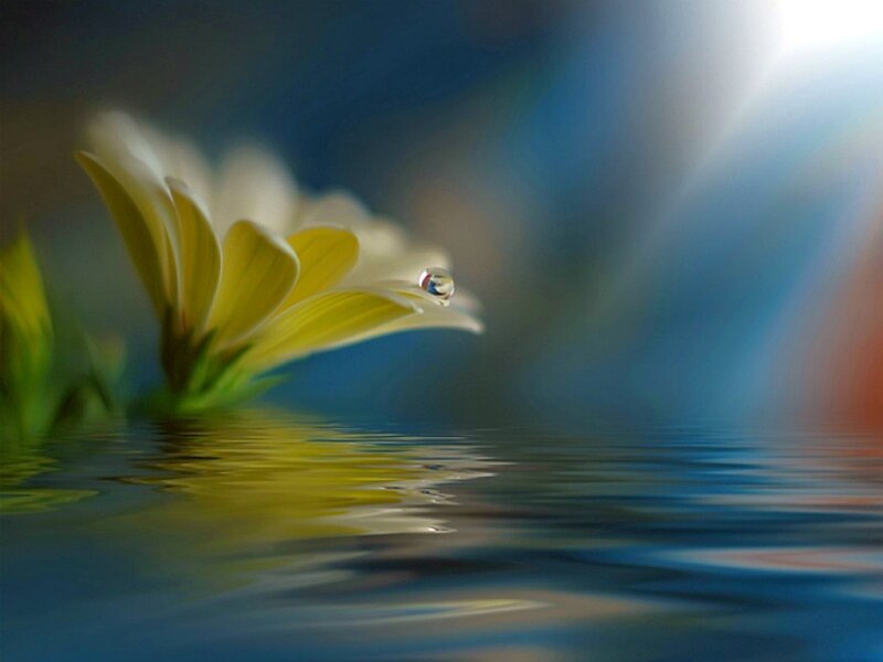 Yellow Flower with Water Droplet — Serene
